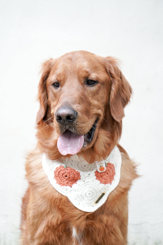 Pumpkin Patch Bandana