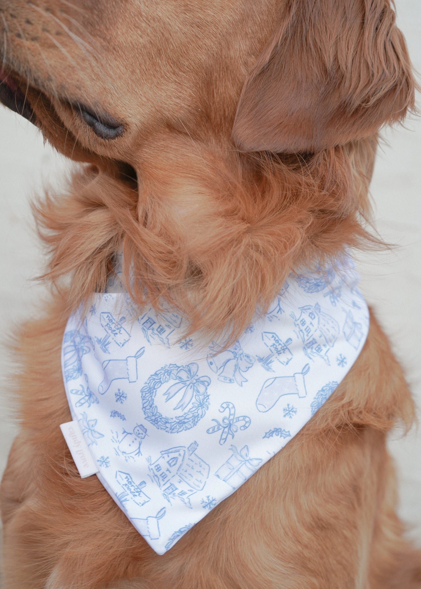 Cozy Blue Toile
