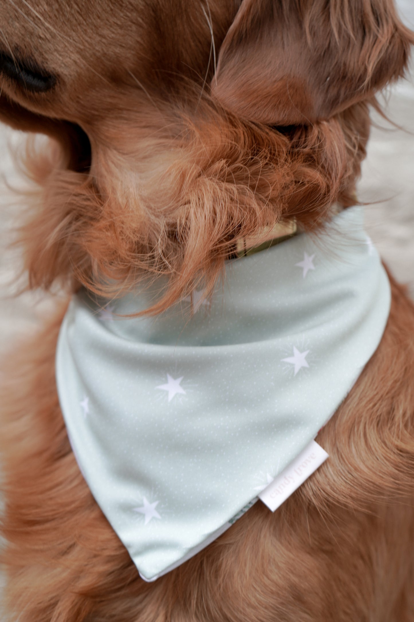 Christmas Tree Pickup