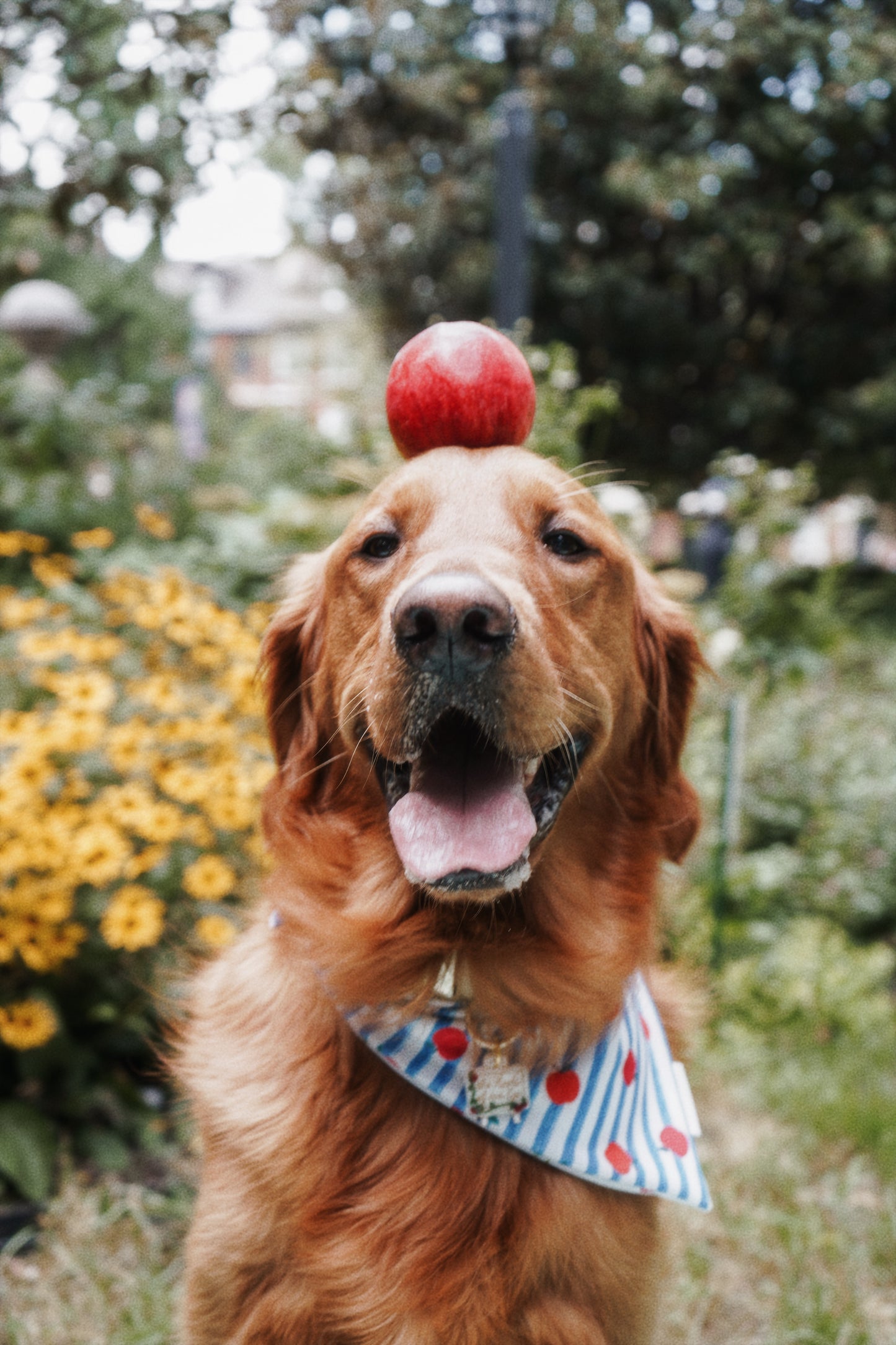 Meet me at the Orchard